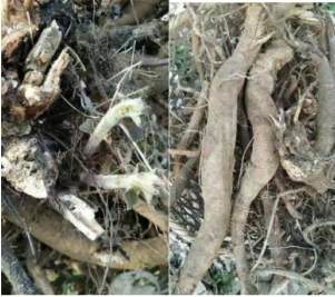 全国知名中医专家——夏孔彪