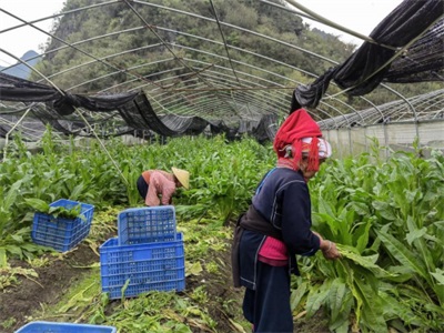 孔岩：以“三农”论述为引，拓富硒食叶草产业新途