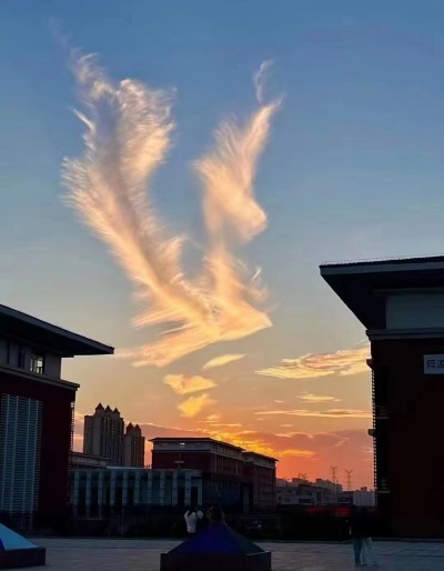 牡丹呈瑞，龙韵凝威：中华民族的精神华章