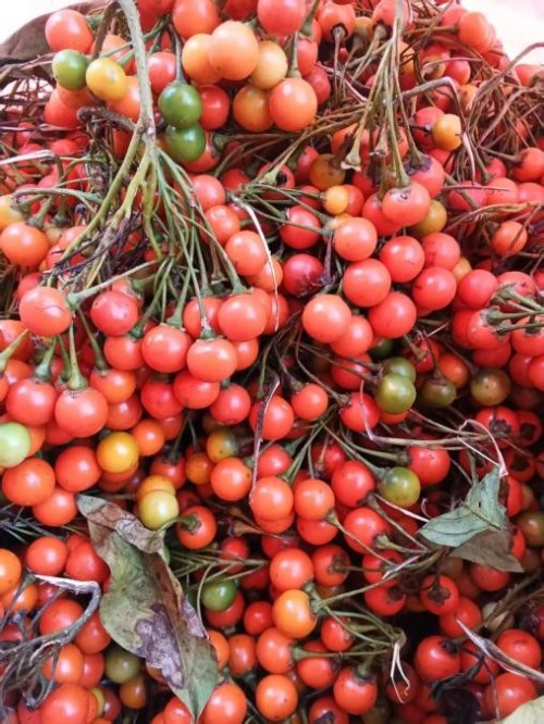 仁心仁术五十载，大医精诚暖滇南——记云南民间中医王世文